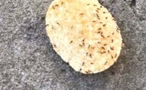 《别惹蚂蚁》读后感